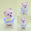 꼼꼼하개 이미지