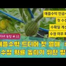 애플수박 재배! 아버지순 적심 후 13마디쯤 착과된 꼬마 애플수박 키우기 (인공수정하는 방법과 손자순 제거) 이미지