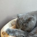 닥터각 동물병원 이미지