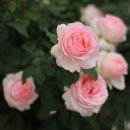 이터널 (Eternal) 이미지