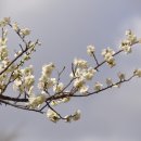 화개농원 이미지