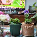 킹콩스크린중동센터 이미지