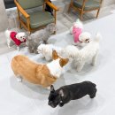 원애견&뭉까두까 이미지