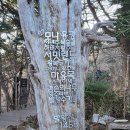 생명카 | [주말나들이] 모나용평 발왕산 케이블카 명품숲길 천년주목숲길 코스 탐방 후기