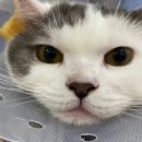 키다리 동물병원 이미지