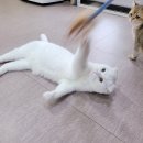 나르랑 이미지