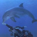 돌고래 이미지