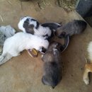 복실강아지 이미지