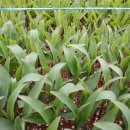 양달농장 이미지