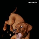배곧동물병원 네이버블로그