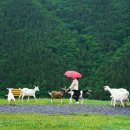 우람목장 이미지