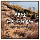 원동 | 양산 원동매화축제 순매원 나들이 방문후기