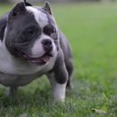 하이롤러 코리아 이미지