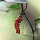 [식물 이야기] 눈 덮인 겨울 붉은 열매… 후추와 친척이라 '매운맛' 있어요 이미지