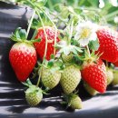 싱싱딸기 이미지