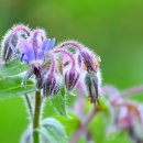민간약초 생활한방 이미지