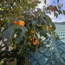 산대분교공공캠핑장 | 옛날의 우리 모습을 찾아간 양평 시간 여행