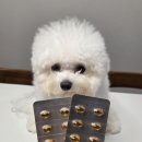 멍멍대학 | 반려견 필수템 "닥터멍멍팔팔J" 강아지관절영양제로 관절 튼튼하게!