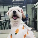채리애견샵 네이버블로그
