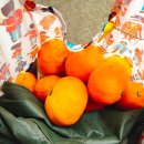 소롱코지 이미지