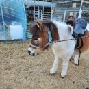 현농장 | 부산 정관 기장 치유농장 온담 후기 17개월 아기랑 동물 먹이주기 체험｜부산 기장 정관 아이랑 가볼만...