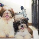 황제라사 이미지