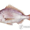 활참돔(Yellowtail sea bream) 이미지