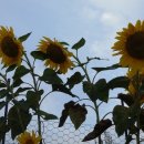 오석진농장 이미지