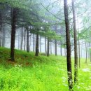 잣나무숲 이미지