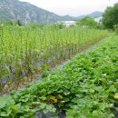 송원농장2 이미지