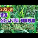 생강종자 파종시기! 심는 간격과 깊이 종강 싹틔우기 방법 *생강 볏짚 씌워 키우기 이미지