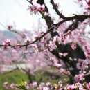 복사꽃피는마을 이미지