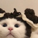 하루떡방 이미지