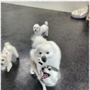 댕스테이 | 시화애견유치원 우리 아이 최고의 놀이터 찾았어요