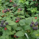 농부네 텃밭 이미지