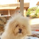 댕댕이미용 이미지