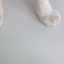 냥고스틴 이미지
