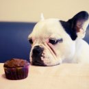 불독(bulldog) 이미지