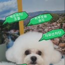 로댕 펫 살롱 이미지