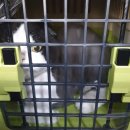 뽀삐살롱 이미지