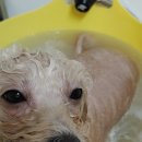 호야펫살롱 이미지