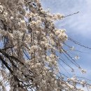 인천대공원(다목적광장) 이미지