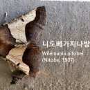 니도베가지나방 이미지