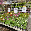 덕산로 | 용인 남사화훼단지 에르베플라워아울렛 봄꽃 가득한 대형 식물 아울렛 다녀온 솔직후기