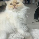 고양이마법사 | 캣디피 고양이 칫솔 | 고양이 치은염 양치 제대로 시작해본 후기..(시작했나..?)-고양이 칫솔 추천