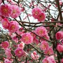 매화2공원 이미지