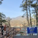 마장리카페 | 파주 오산리 기도원 벚꽃 실시간 개화상황 🌸 마장리 출렁다리 코스까지 완벽한 주말 나들이 추천