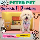 피터펫 카페 안산점 | 상록수역 안산애견카페 피터펫 안산점 방문 후 행배도 나도 즐거운 주말 순삭