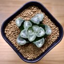 성애농장 이미지