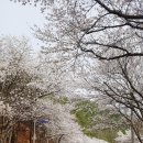키다리농장 | 대청호 벚꽃 실시간 상황 + 비 오는 날 풍경까지 (둘레길 드라이브 후기)